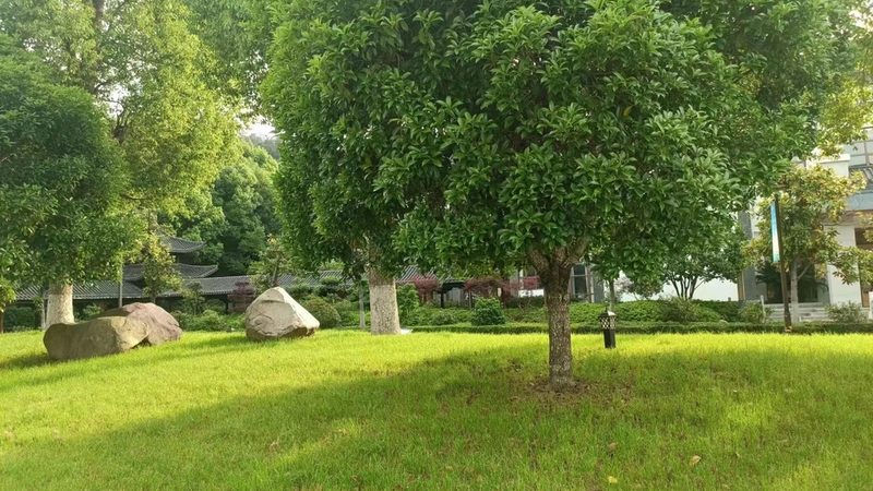 办公室绿植租摆注意事项